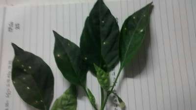 White spots are identified on the leaves of the chilli plant. The