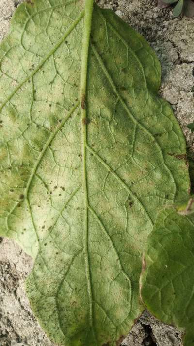 Aphids - Brinjal