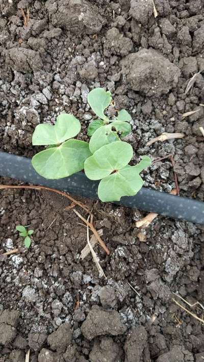 Flea Beetles - Cotton