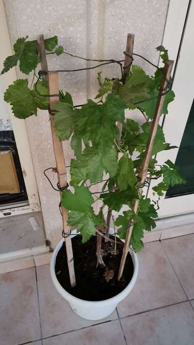 Gummy Stem Blight of Cucurbits - Grape