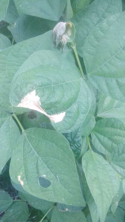 Ramularia Leaf Spot of Beet - सेम