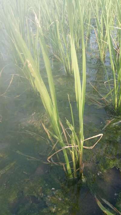 ಅಕ್ಕಿಯ ಕೊಳವೆ ಹುಳು (ಕೇಸ್ ವರ್ಮ್) - ಭತ್ತ