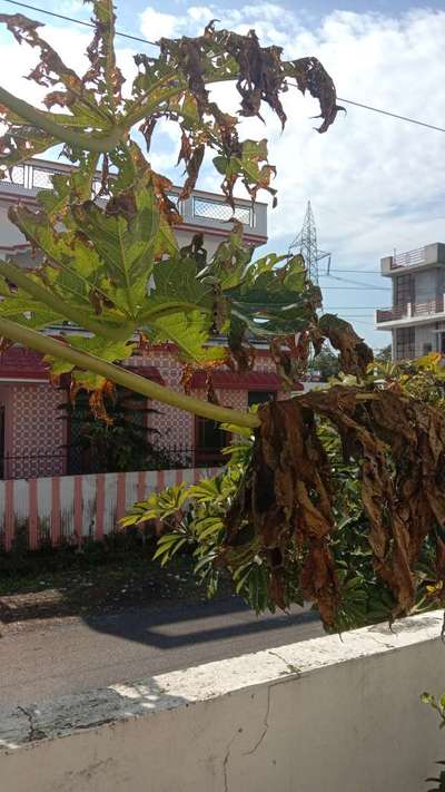 Potassium Deficiency - Papaya