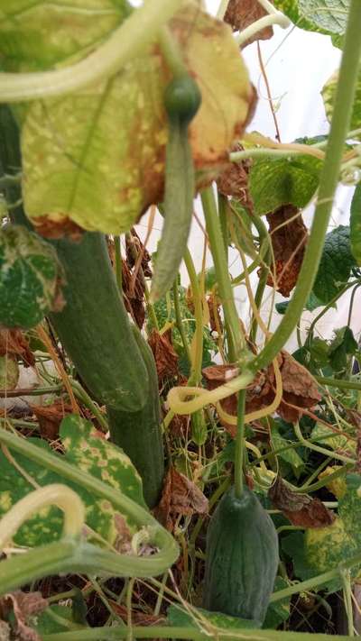 Boron Deficiency - Cucumber