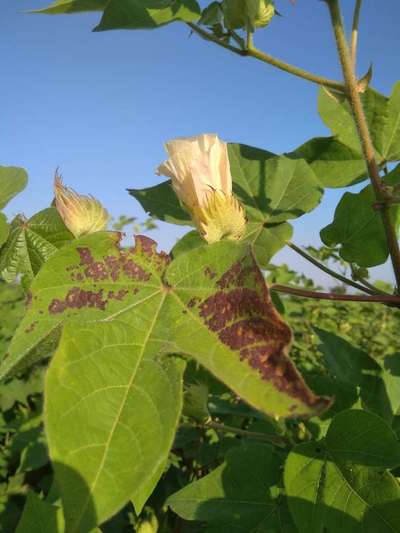 Leaf Reddening of Cotton - Cotton