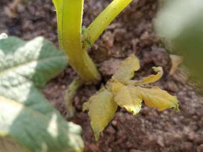 Potato Late Blight - Potato