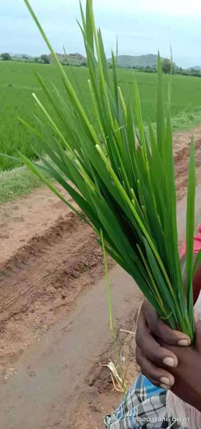 ನೇರಳೆ ಕಾಂಡ ಕೊರಕ - ಭತ್ತ