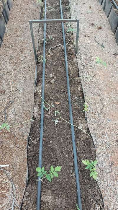 Damping-Off of Seedlings - Tomato