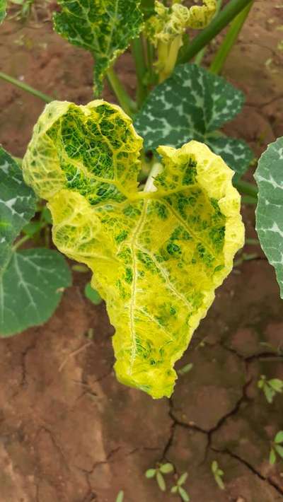 Cucumber Mosaic Virus - Pumpkin