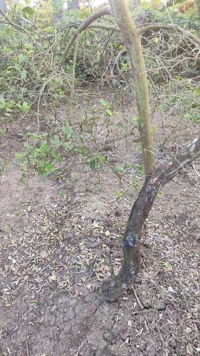 Gummy Stem Blight of Cucurbits - Citrus