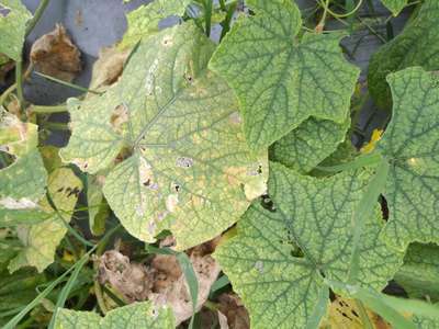 Leaf Miner Flies - Cucumber