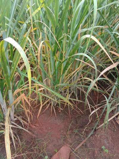 Eyespot of Sugarcane - Sugarcane