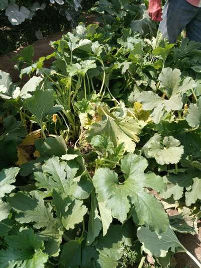 Downy Mildew of Cucurbits - الكوسة