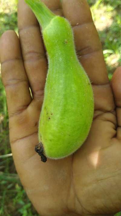 বোরনের অভাবজনিত রোগ - ঢেঁড়শ