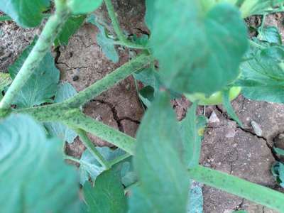 Blossom End Rot - Tomato