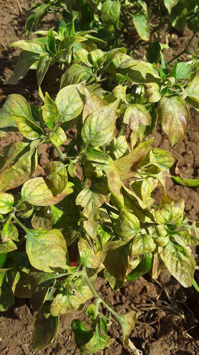 Bean Rust - Capsicum & Chilli