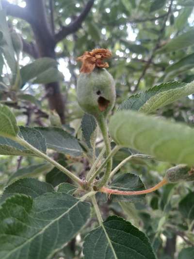 Codling Moth - Apple