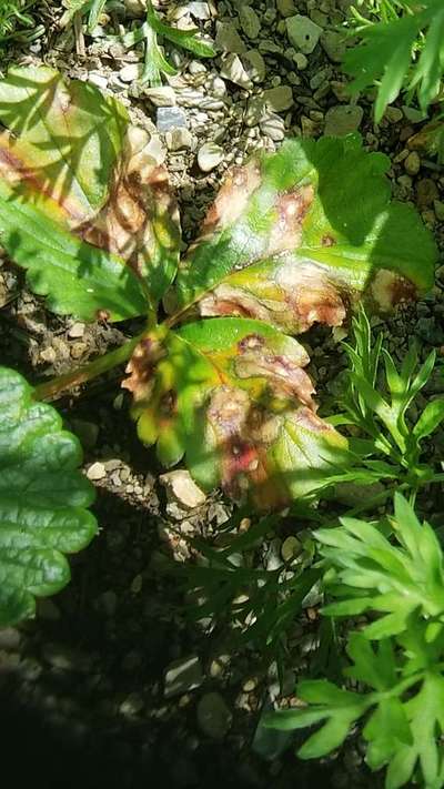 Anthracnose - Strawberry