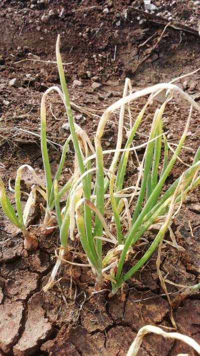 Fusarium Wilt - Onion