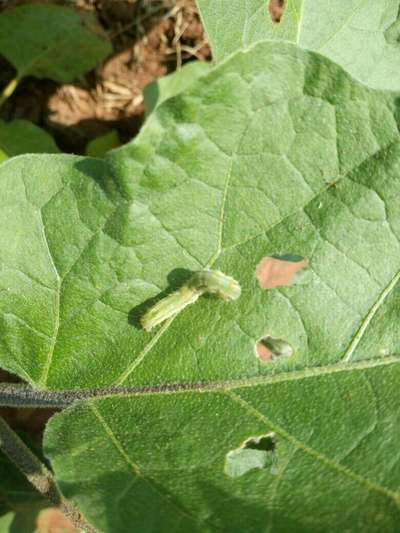 Brinjal Shoot and Fruit Borer - Brinjal