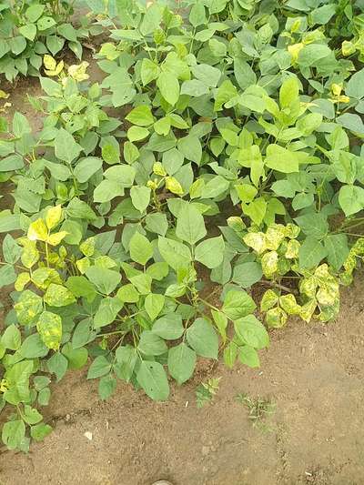 Bean Golden Mosaic Virus - Bean