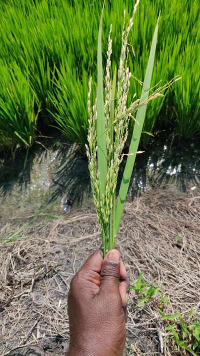 ಅಕ್ಕಿ ತಿಗಣೆ - ಭತ್ತ