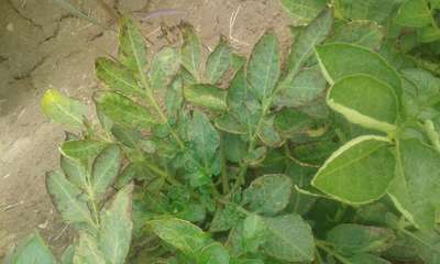 Potato Late Blight - Potato