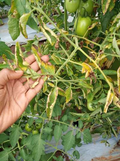 Verticillium Wilt - Tomato