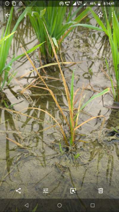 Brown Spot of Rice - Rice