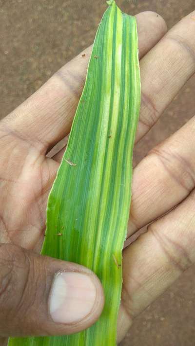 Magnesium Deficiency - Maize