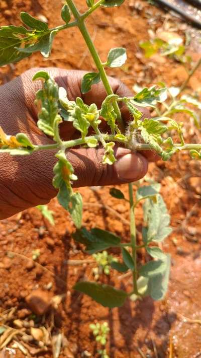 Aphids - Tomato