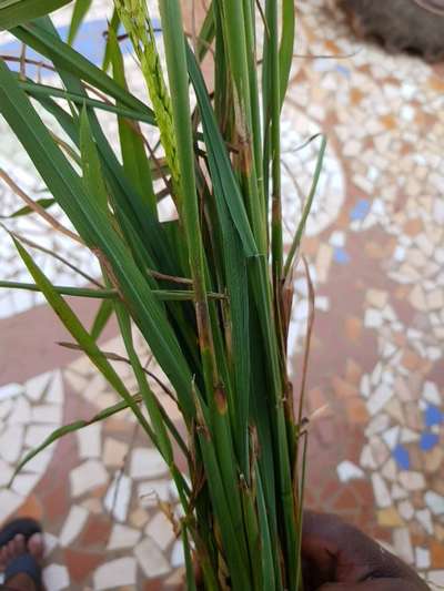 Stem Rot of Rice - Rice