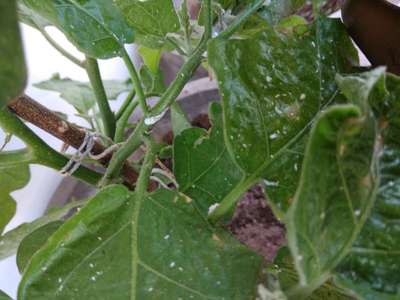 Whiteflies - Brinjal