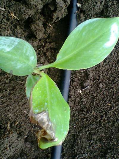 Powdery Mildew - Banana