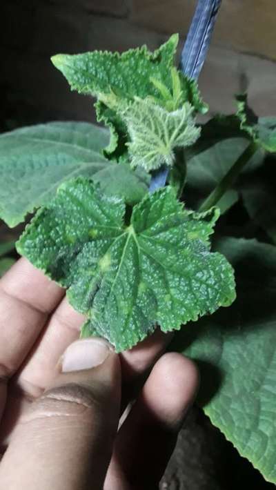 Cucumber Green Mottle Virus - Cucumber