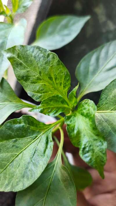 Cucumber Mosaic Virus of Pepper - Capsicum & Chilli