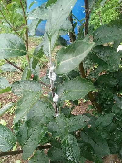 Woolly Aphid - Apple