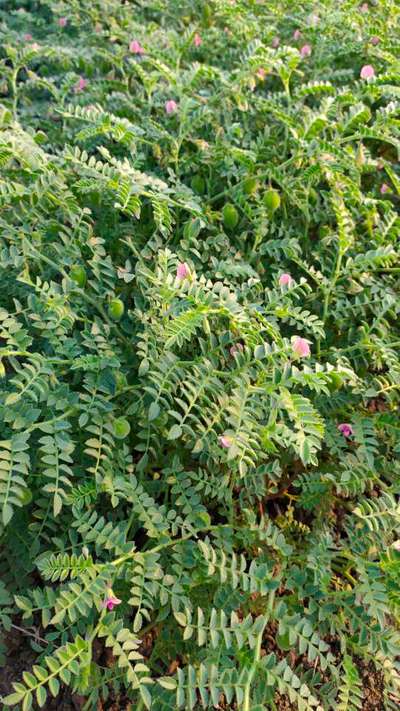 काबुली चने का शुष्क जड़ विगलन रोग - काबुली चना