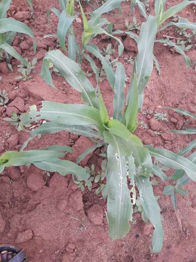 Fall Armyworm - Maize