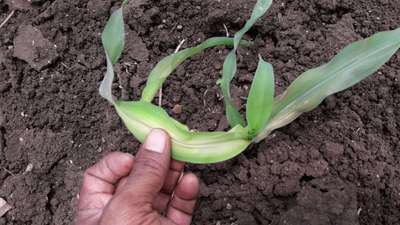 Phosphorus Deficiency - Maize