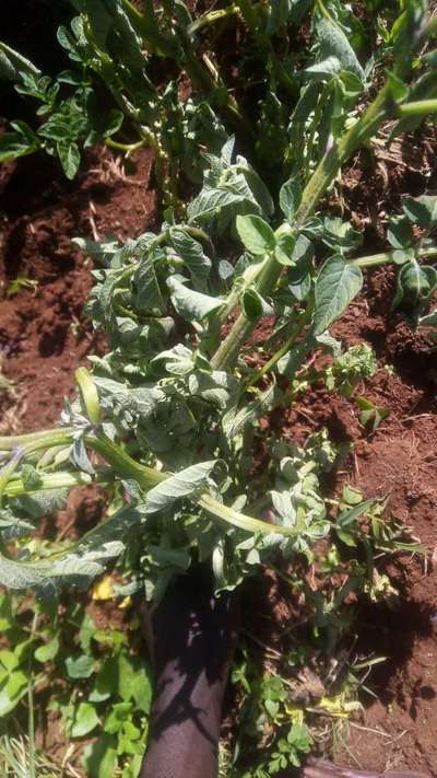 Stem Rot - Capsicum & Chilli