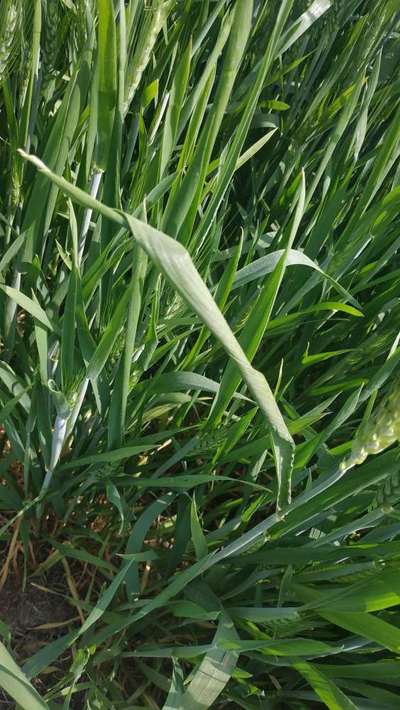 Boron Deficiency - Wheat