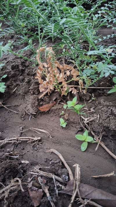 Fusarium Wilt - Chickpea & Gram