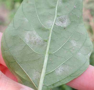 Powdery Mildew - Capsicum & Chilli