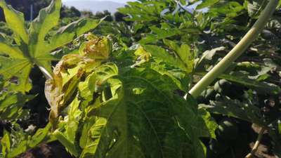 Virus de la hoja rizada de la papaya - Papaya