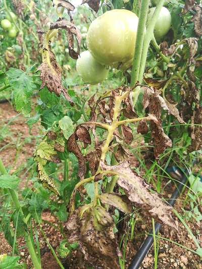 Tomato Late Blight - Tomato