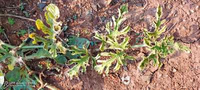 Anthracnose of Cucurbits - Melon