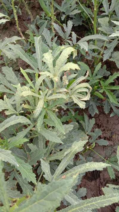 Spider Mites - Okra