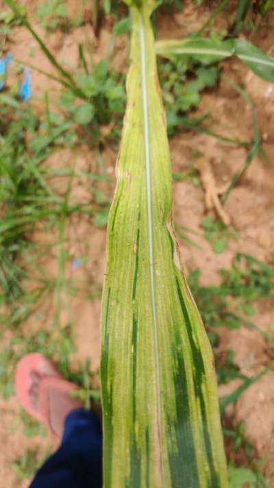 Northern Leaf Blight - Maize