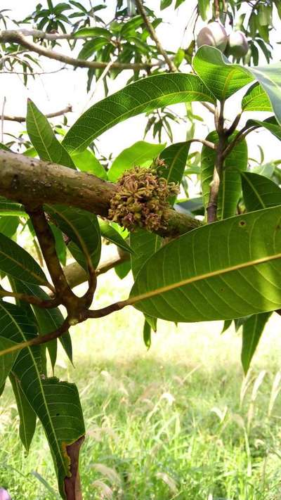 Antracnosis de los cítricos - Mango